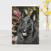 Black Long Hazard German Shepherd Kaart (Gele Bloem)