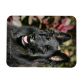 Black Long Hazard German Shepherd Magneet (Horizontaal)