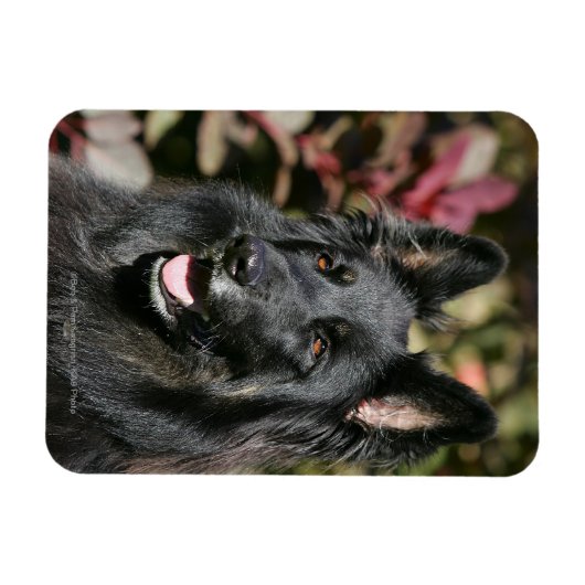 Black Long Hazard German Shepherd Magneet (Horizontaal)