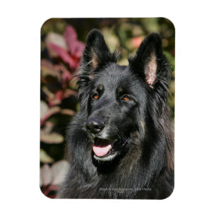 Black Long Hazard German Shepherd Magneet