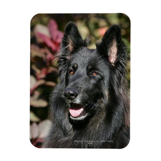 Black Long Hazard German Shepherd Magneet (Verticaal)