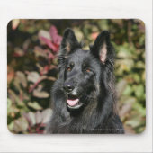 Black Long Hazard German Shepherd Muismat (Voorkant)