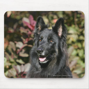 Black Long Hazard German Shepherd Muismat