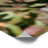 Black Long Hazard German Shepherd Poster (Hoek)