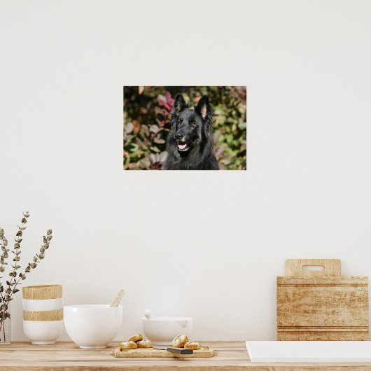 Black Long Hazard German Shepherd Poster (Keuken)