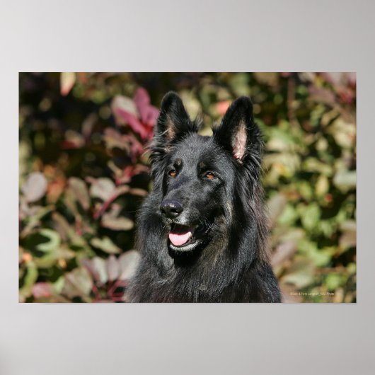 Black Long Hazard German Shepherd Poster (Voorkant)