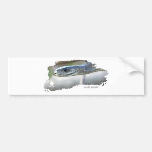 Black Mamba Bumpersticker (Voorkant)