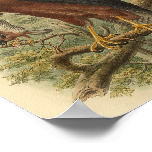 Black Mantled Goshawk Bird Color  Print (Hoek)