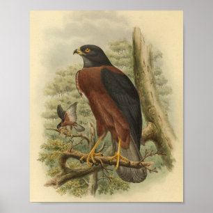 Black Mantled Goshawk Bird Color  Print
