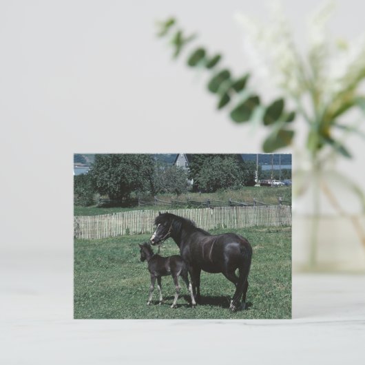 Black Mare en Foal Briefkaart (Staand voorkant)