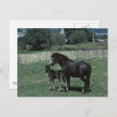 Black Mare en Foal Briefkaart (Voorkant / Achterkant)