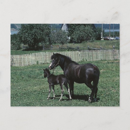 Black Mare en Foal Briefkaart (Voorkant)