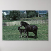 Black Mare en Foal Poster (Voorkant)