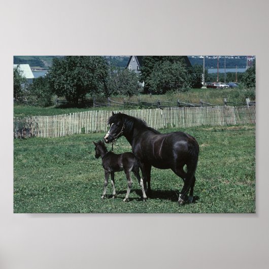 Black Mare en Foal Poster (Voorkant)