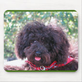 Black Miniature Poodle - JoJo Muismat (Voorkant)