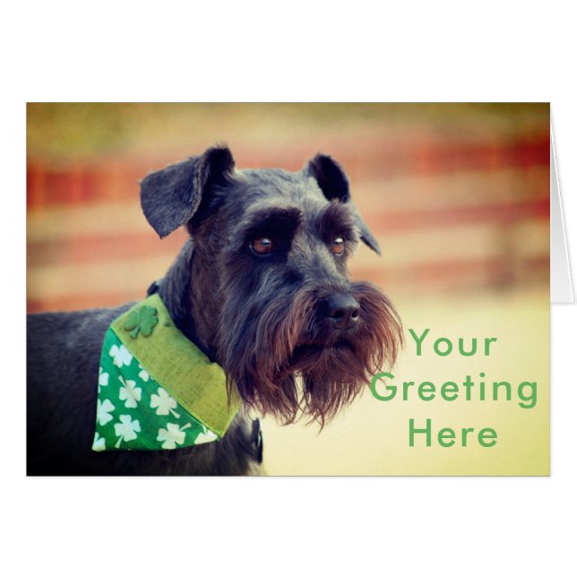 Black Miniature Schnauzer (Voorkant Horizontaal)