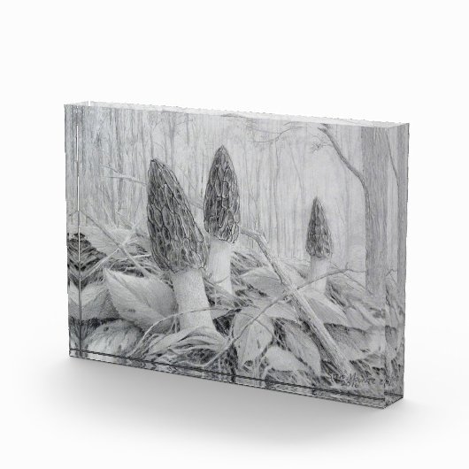 Black Morel Mushroom fotoblok (Rechts)