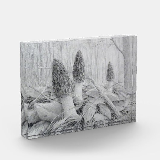 Black Morel Mushroom fotoblok (Links)