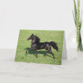 Black Morgan Stallion Mane and Tail Flowing Kaart (Voorkant)