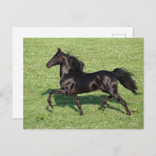 Black Morgan Stallion Mane en Tail stromend Briefkaart (Voorkant / Achterkant)