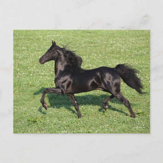 Black Morgan Stallion Mane en Tail stromend Briefkaart (Voorkant)