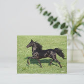 Black Morgan Stallion Mane en Tail stromend Briefkaart (Staand voorkant)