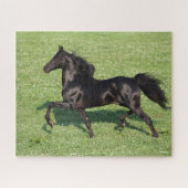 Black Morgan Stallion Mane en Tail stromend Legpuzzel (Horizontaal)