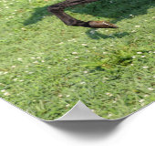 Black Morgan Stallion Mane en Tail stromend Poster (Hoek)