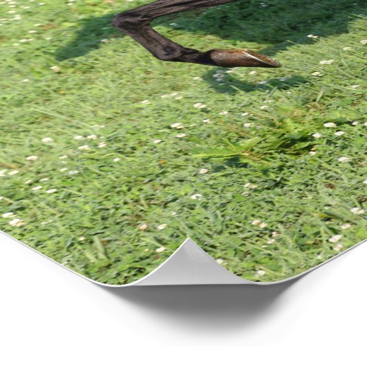 Black Morgan Stallion Mane en Tail stromend Poster (Hoek)