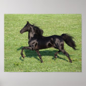 Black Morgan Stallion Mane en Tail stromend Poster (Voorkant)