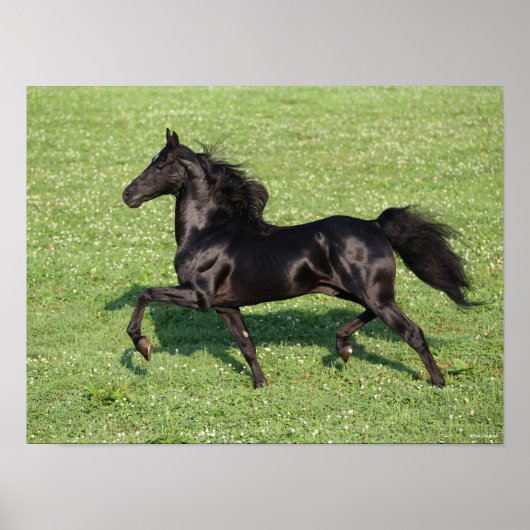 Black Morgan Stallion Mane en Tail stromend Poster (Voorkant)