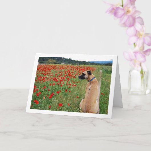 Black Mouth Cur Dog and Poppy Flowers Kaart (Orchidee)