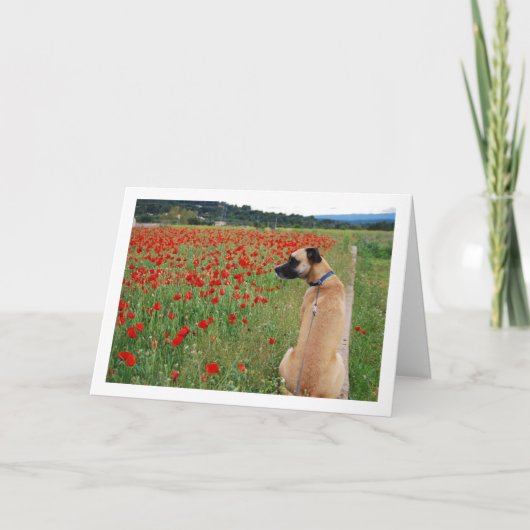 Black Mouth Cur Dog and Poppy Flowers Kaart (Voorkant)