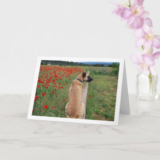 Black Mouth Cur Dog and Poppy Flowers Kaart (Orchidee)