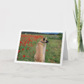 Black Mouth Cur Dog and Poppy Flowers Kaart (Voorkant)