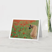 Black Mouth Cur Dog en Poppy Flowers Card Kaart (Voorkant)