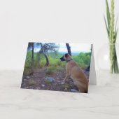 Black Mouth Cur Dog in Forest Kaart (Voorkant)