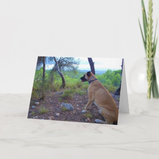 Black Mouth Cur Dog in Forest Kaart (Voorkant)