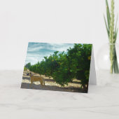 Black Mouth Cur Dog in Oranje Grove Kaart (Voorkant)