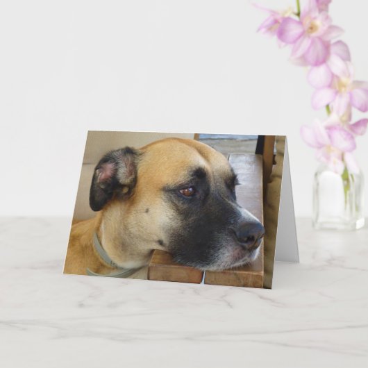 Black Mouth Cur Dog Portret Kaart (Orchidee)