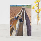 Black Mouth Cur Dog Portret Kaart (Gele Bloem)