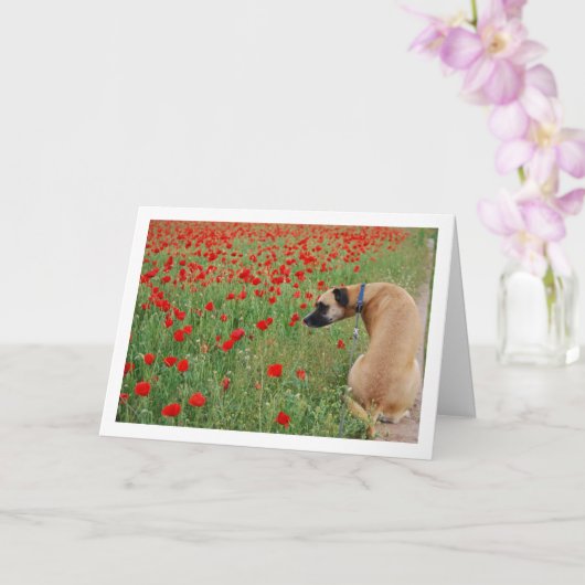 Black Mouth Cur Hond en Poppy Bloemen Kaart (Orchidee)