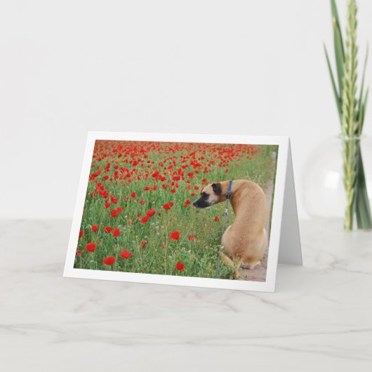 Black Mouth Cur Hond en Poppy Bloemen Kaart (Voorkant)