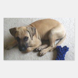 Black-mouth cur puppy met blauwe speelgoed rechthoekige sticker