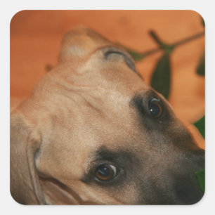 Black-mouth cur puppy vierkante sticker