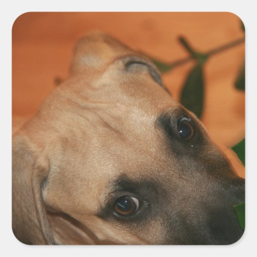 Black-mouth cur puppy vierkante sticker (Voorkant)