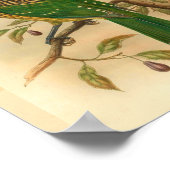 Black Naped Green Cat Bird  Print (Hoek)