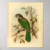 Black Naped Green Cat Bird  Print (Voorkant)