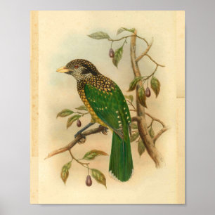 Black Naped Green Cat Bird  Print