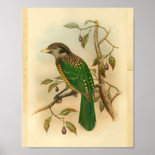 Black Naped Green Cat Bird  Print (Voorkant)